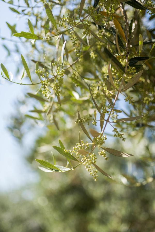 Bb Olive Bed and Breakfast Seget  Esterno foto